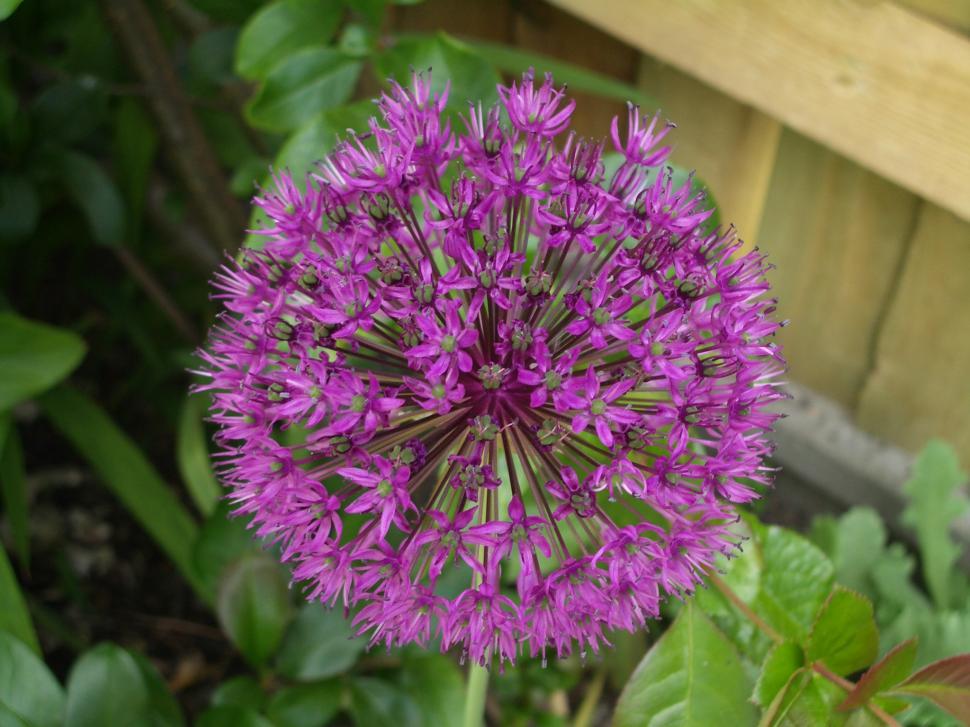 Free Image of Flowers 