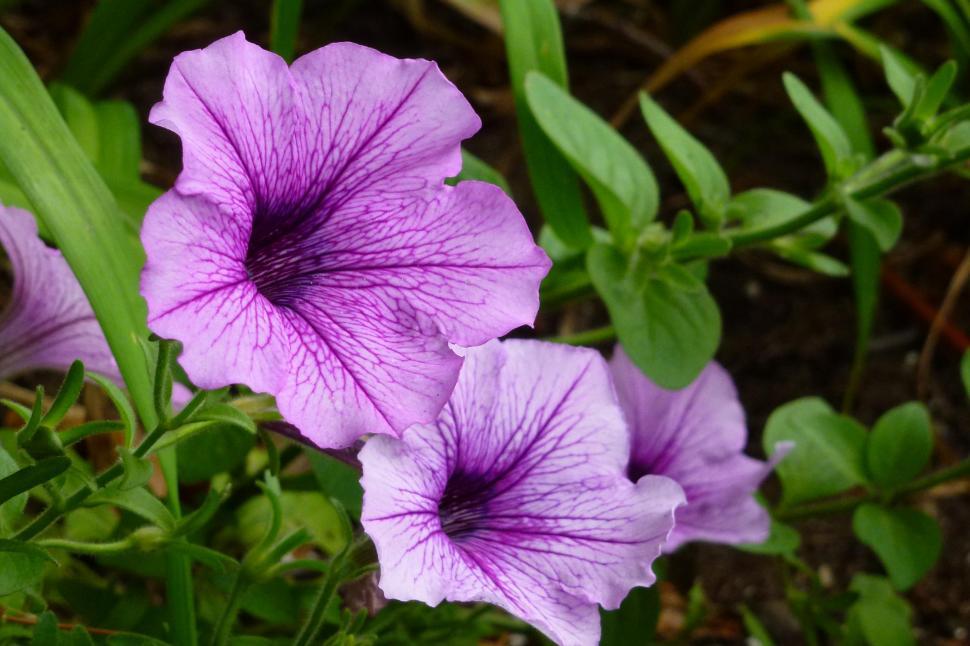 Free Image of Petunia Flowers 