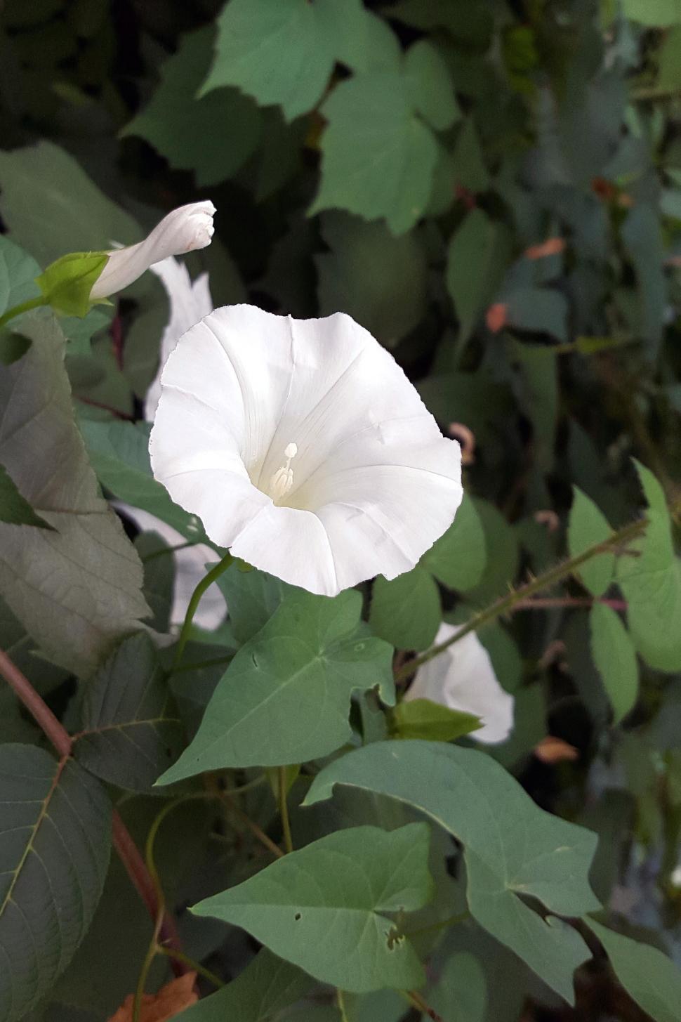 Free Image of Petunia Flower 