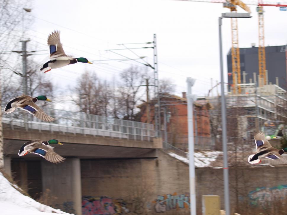 Free Image of Flying ducks  