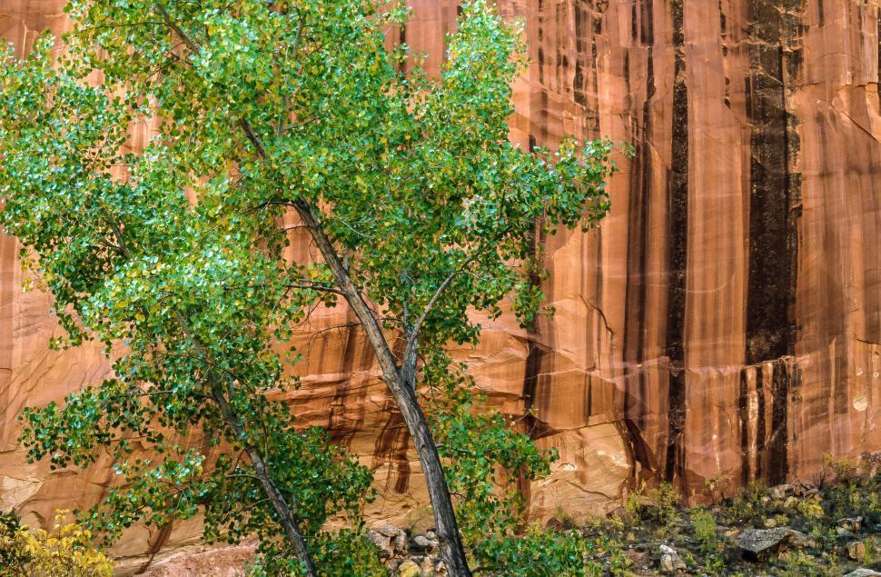 Free Image of Close-up of sandstone 