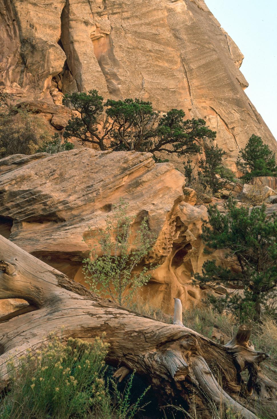 Free Image of Sandstone detailing with firs and pines 