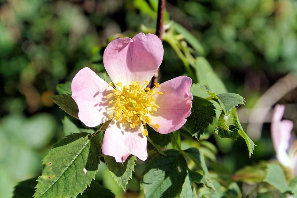 Free Image of Dogrose 