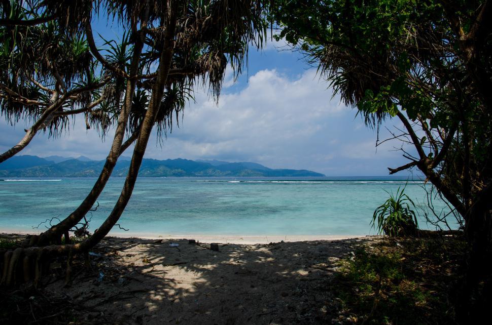 Free Image of View of Beach Through Trees 