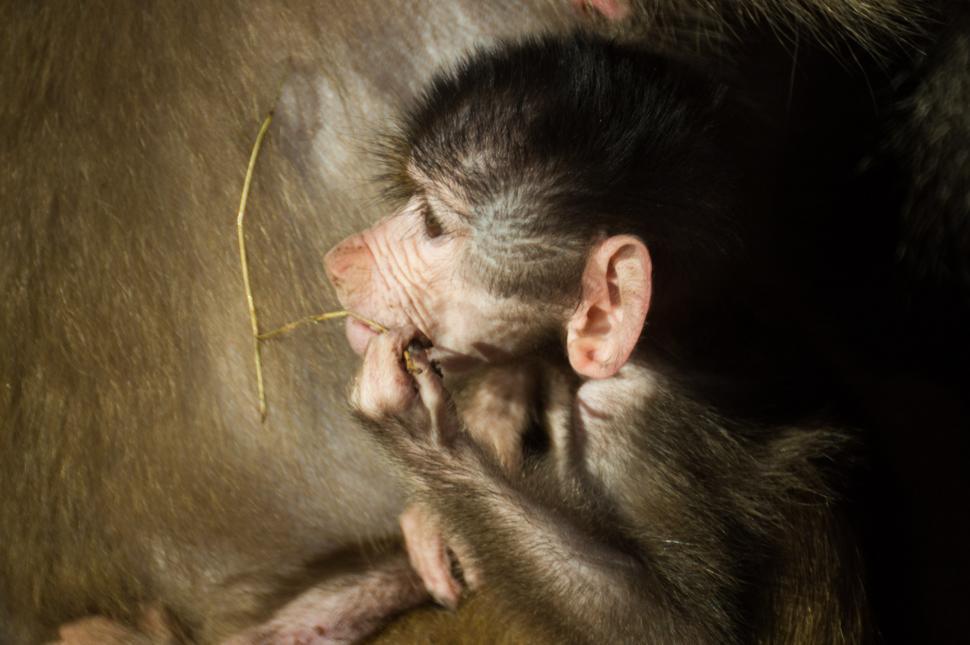 Free Image of Small Monkey Laying Down on the Ground 