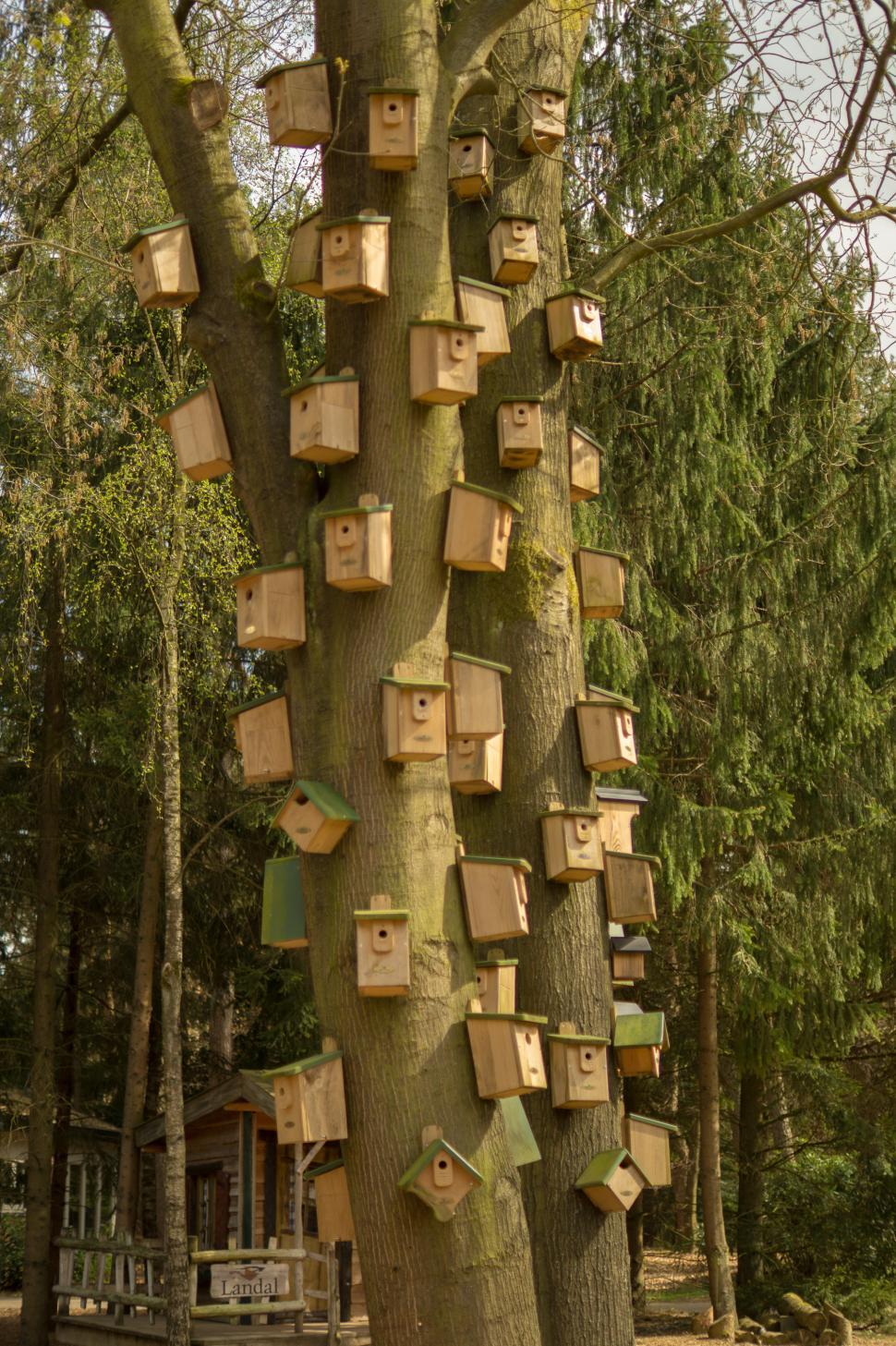 Free Image of Tree Covered in Boxes 