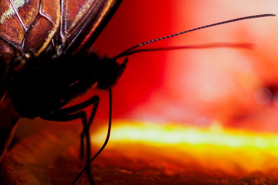 Free Image of Close Up of a Butterfly on a Table 