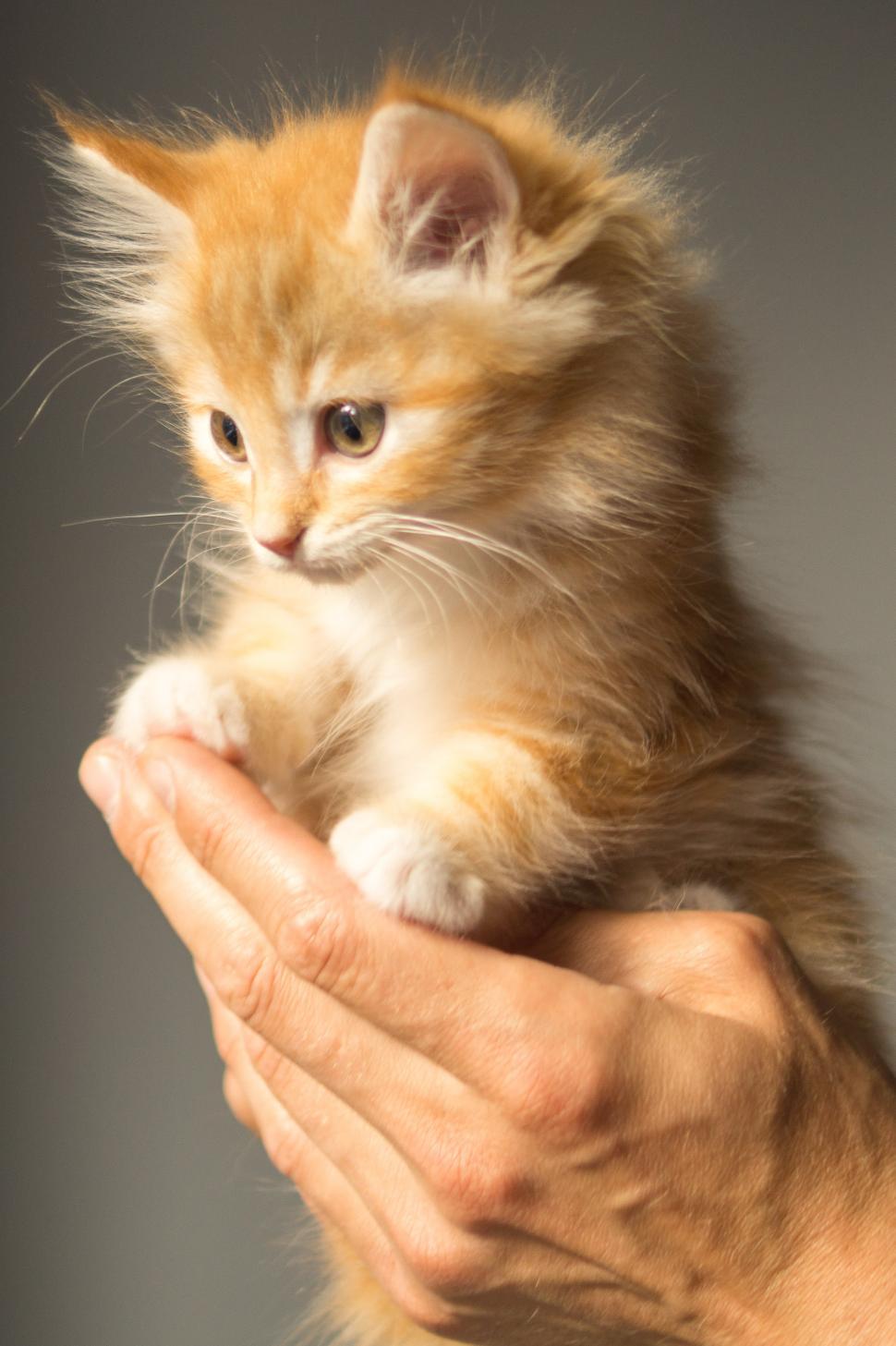 Free Image of Cute orange kitten 