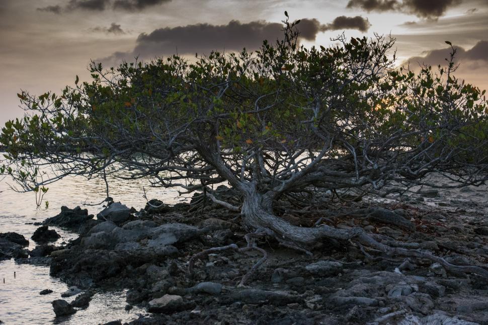 Free Image of Lone Tree on Rocky Beach 