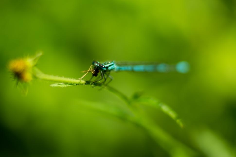 Free Image of Blue Dragonfly Perched on Green Plant 