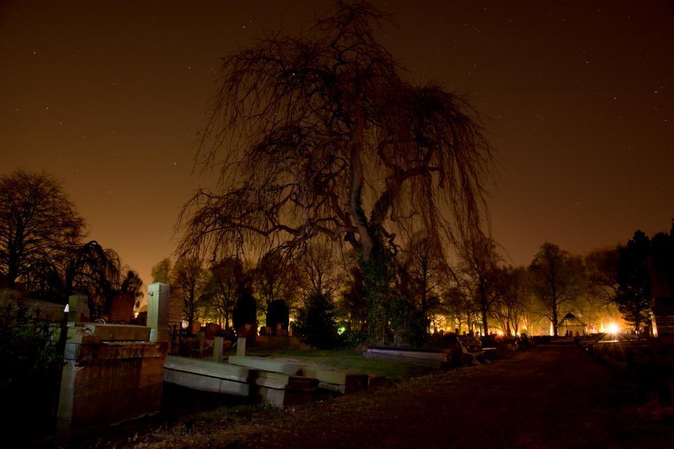 Free Image of Tree Illuminated in Cemetery at Night 