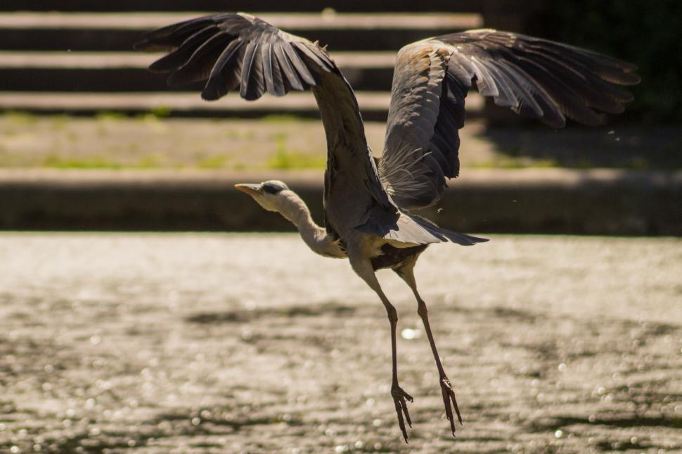 Free Image of Birds Flying Over a Body of Water 