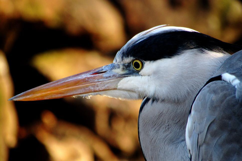 Free Image of Close Up of a Bird With Blurry Background 