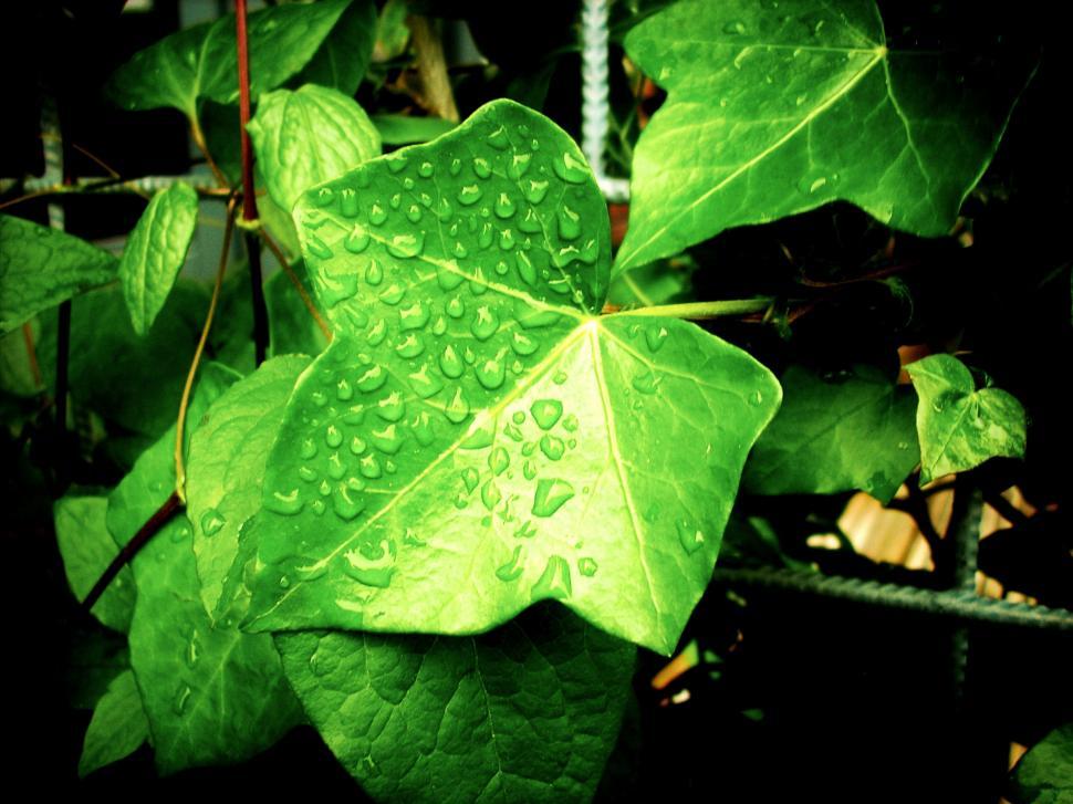 Free Image of Green Leaf With Water Drops 