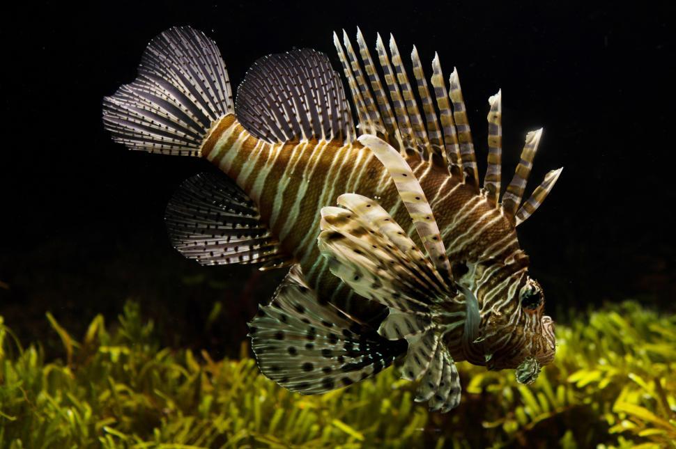 Free Image of Swimming Fish in Water 