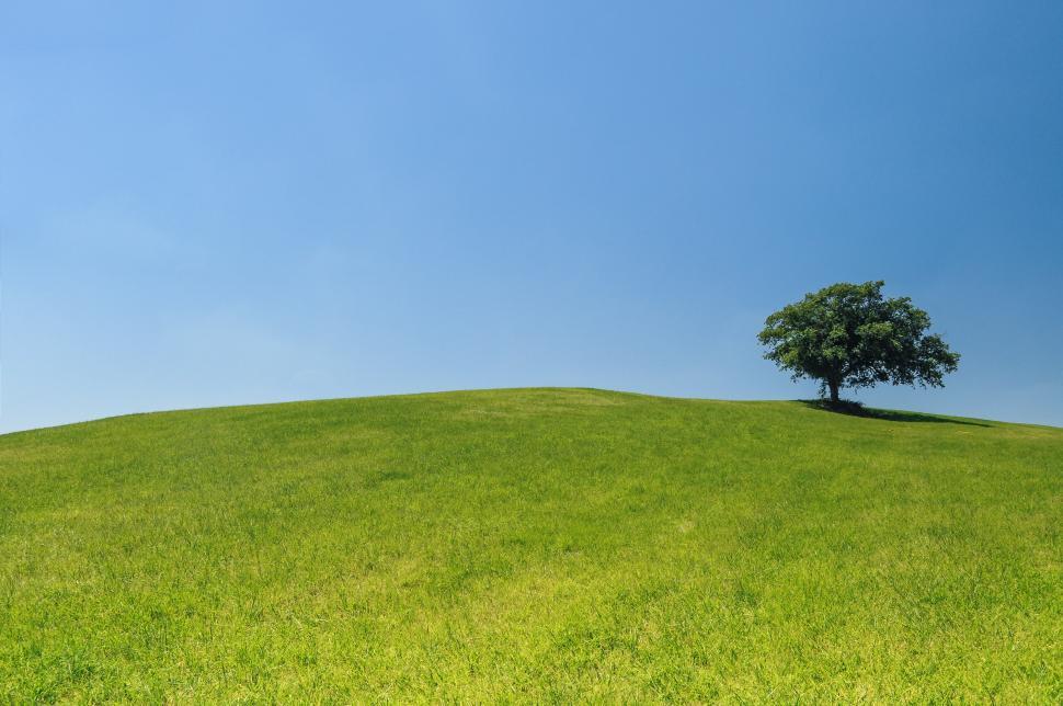 Free Image of Lone Tree on Grassy Hill Under Blue Sky 