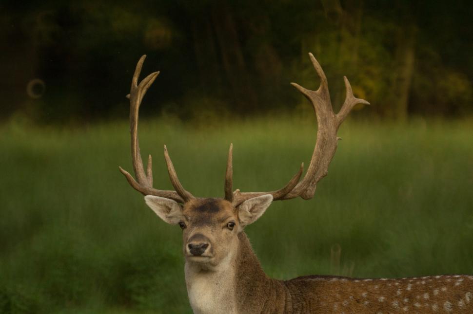 Free Image of Deer With Antlers Standing in Field 