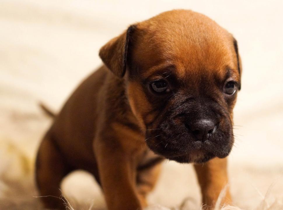 Free Image of Cute boxer puppy 