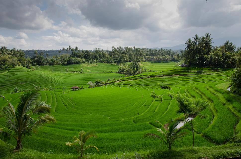 Free Image of Lush Green Field With Trees in Background 