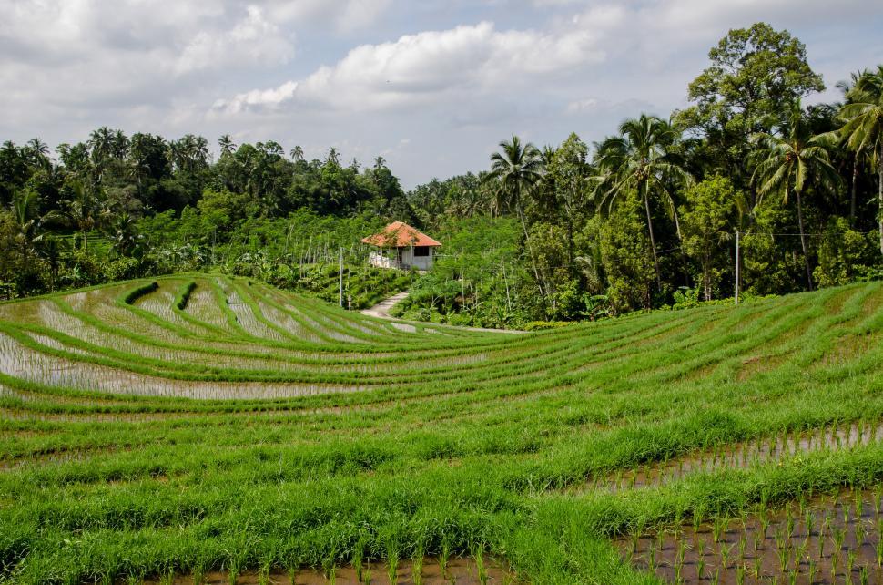 Free Image of Green Field With House in Background 