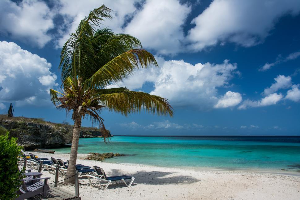 Free Image of Palm Tree and Beach Lounge Chairs 