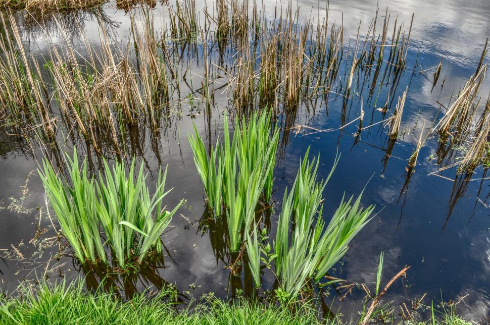 Free Image of Lush Pond Surrounded by Grassy Banks 