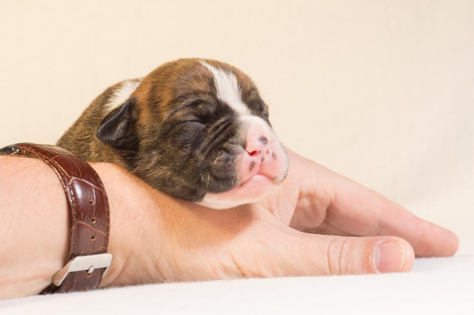 Free Image of Small Brown and White Dog Laying on Persons Arm 