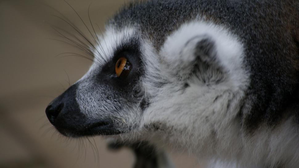 Free Image of Close Up of a Small Animal in Blurry Background 