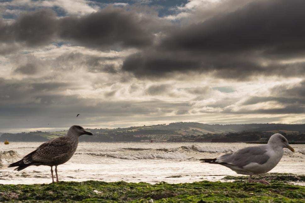 Free Image of Two Birds Standing on Top of a Lush Green Field 