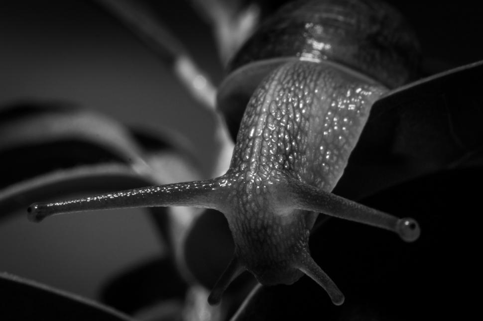 Free Image of Monochrome Snail Crawling Slowly 