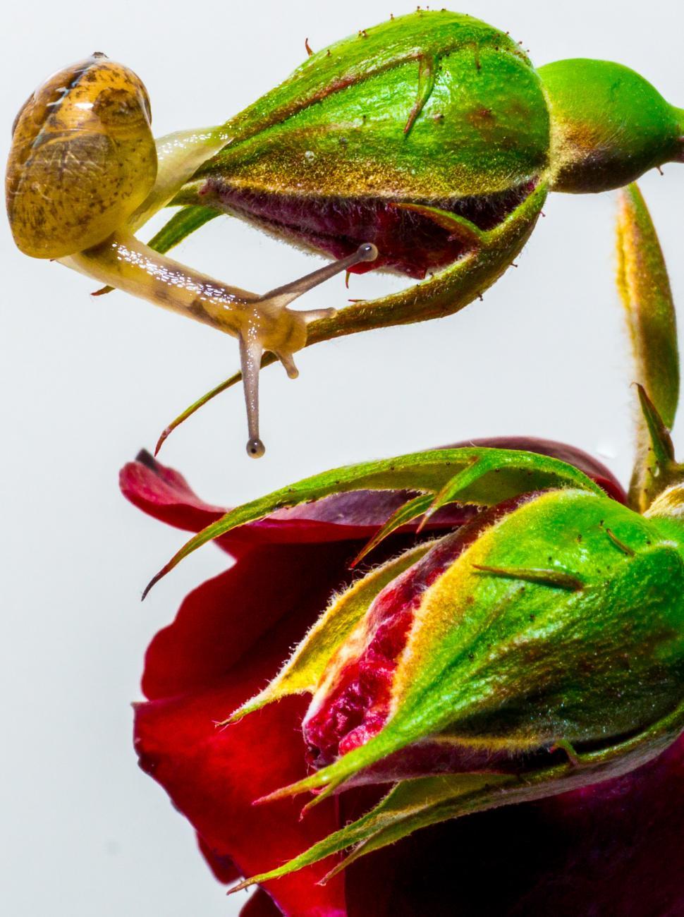 Free Image of Snail Crawling on Flower Petal 