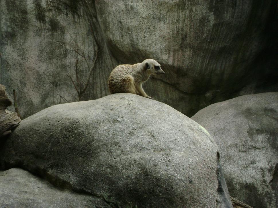 Free Image of Meerkat sentries 