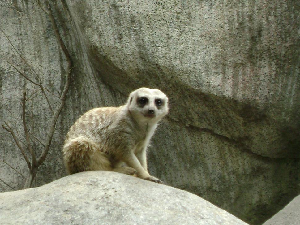 Free Image of Meerkat sentries 