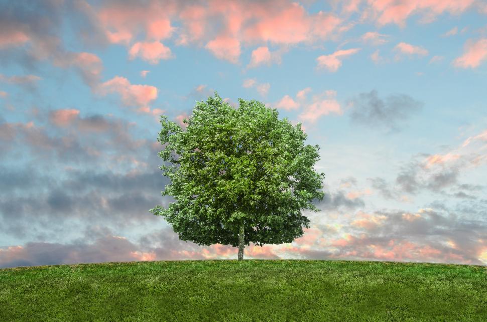 Free Image of Lone Tree on Grassy Hill Under Cloudy Sky 