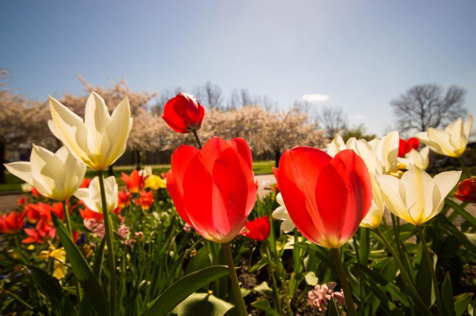 Free Image of Cluster of Flowers Growing in Grass 
