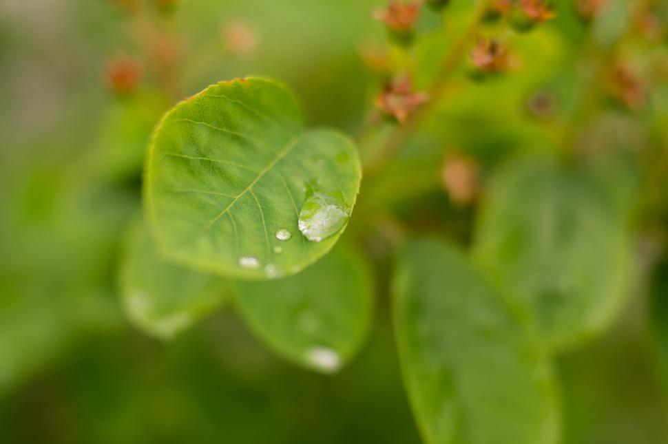 Free Image of Green Leaf With Water Drops 