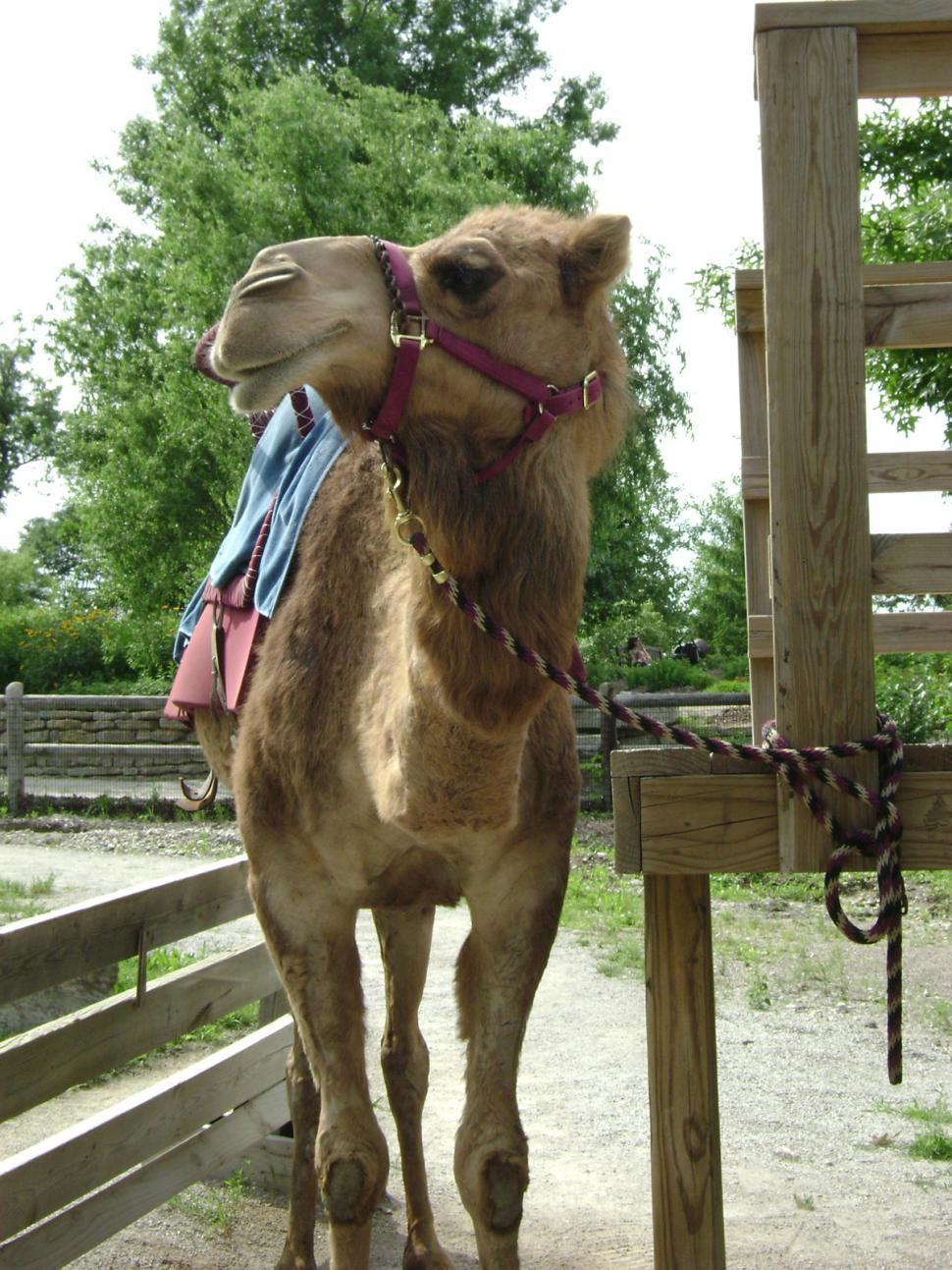 Free Image of Camel Rides 
