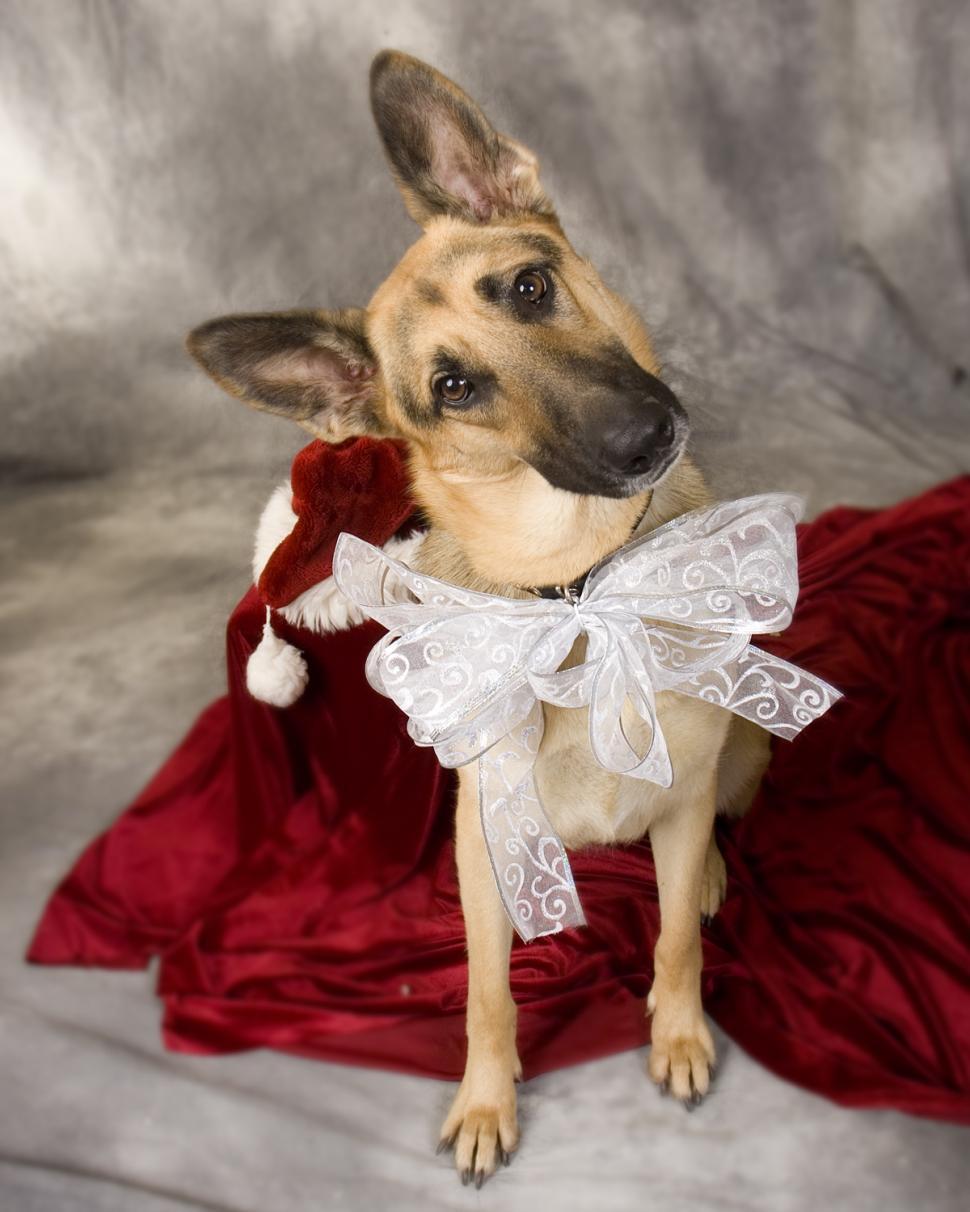 Free Image of Dog Wearing Santa Hat and Red Blanket 