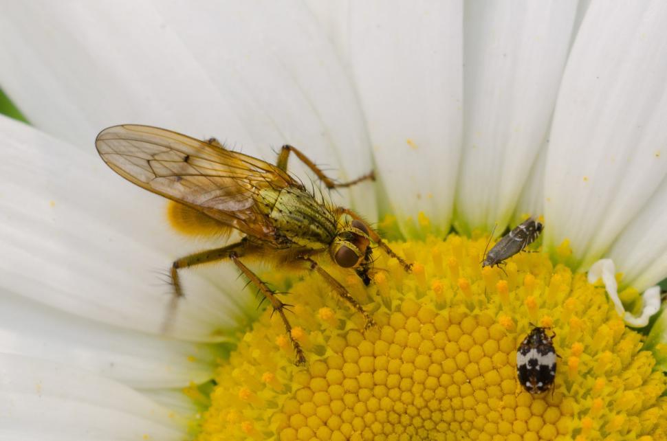 Free Image of Bees on White Flower 