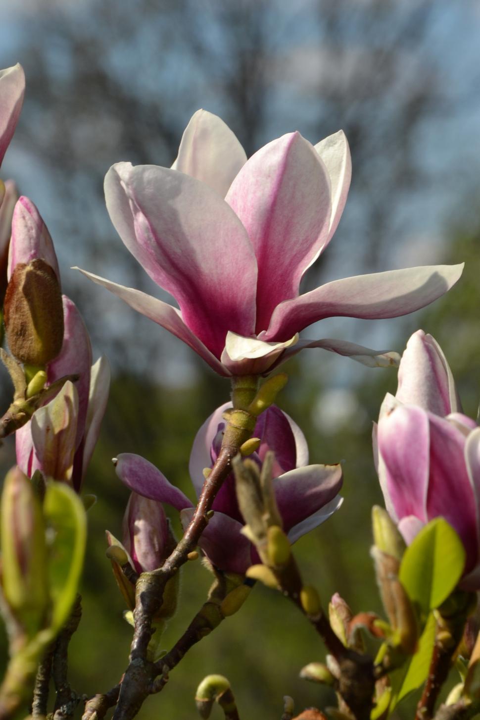Free Image of Saucer magnolia  
