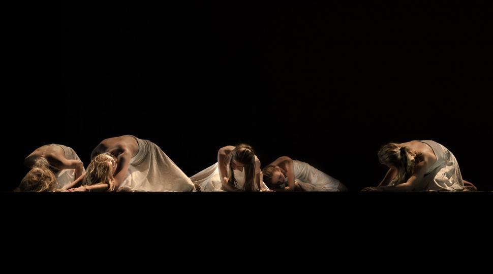 Free Image of Group of Dogs Sitting on Table 