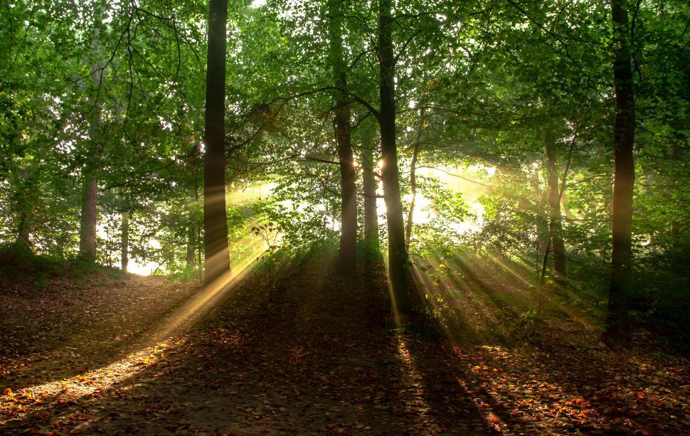 Free Image of Sun Shining Through Trees in Forest 