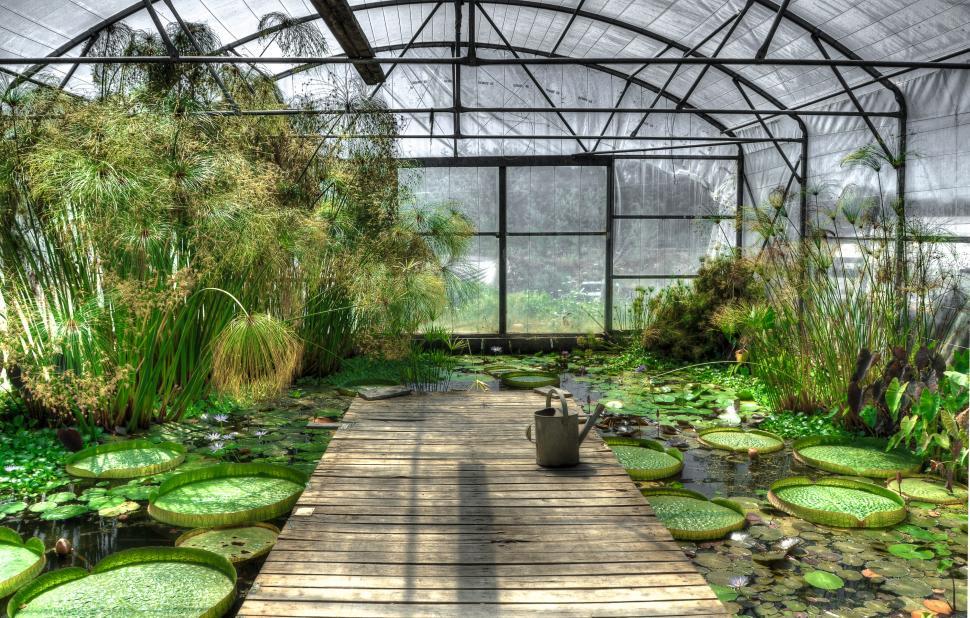Free Image of Wooden Walkway Leading to Pond With Water Lilies 