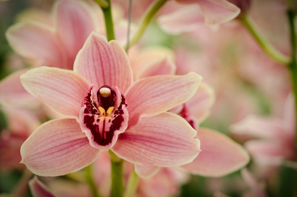 Free Image of Close Up of Flower With Blurry Background 