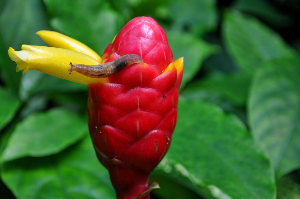 Free Image of Red and Yellow Flower Close Up 