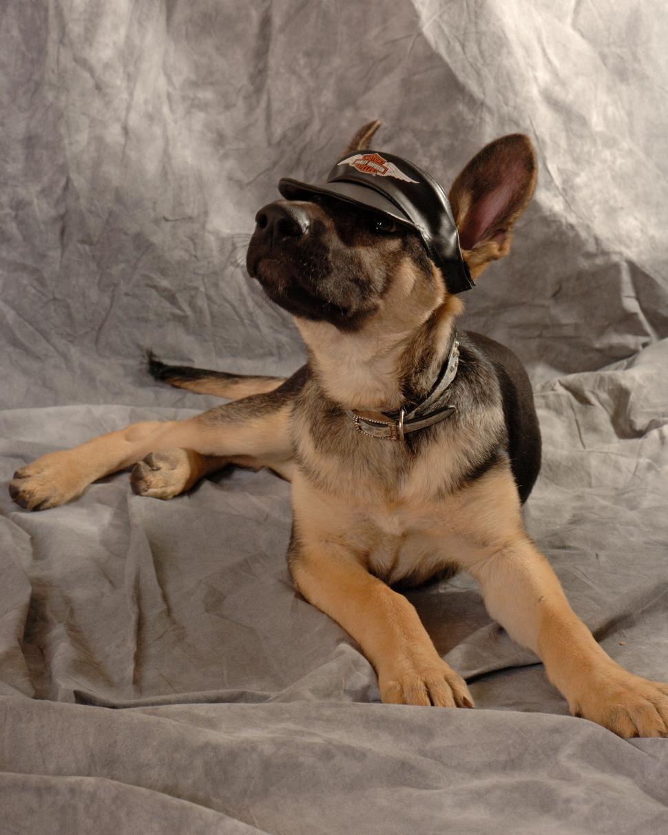 Free Image of Harley Dog 