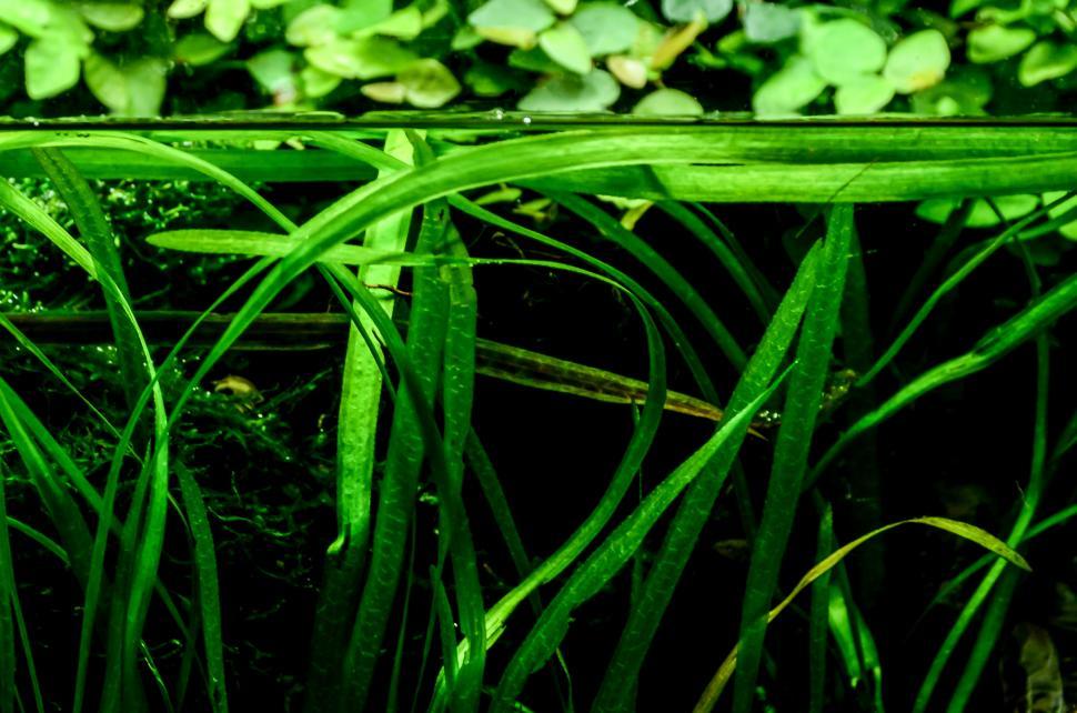 Free Image of Close-Up of a Plant With Green Leaves 