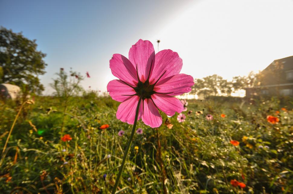 Free Image of Pink Flower in a Field of Grass 