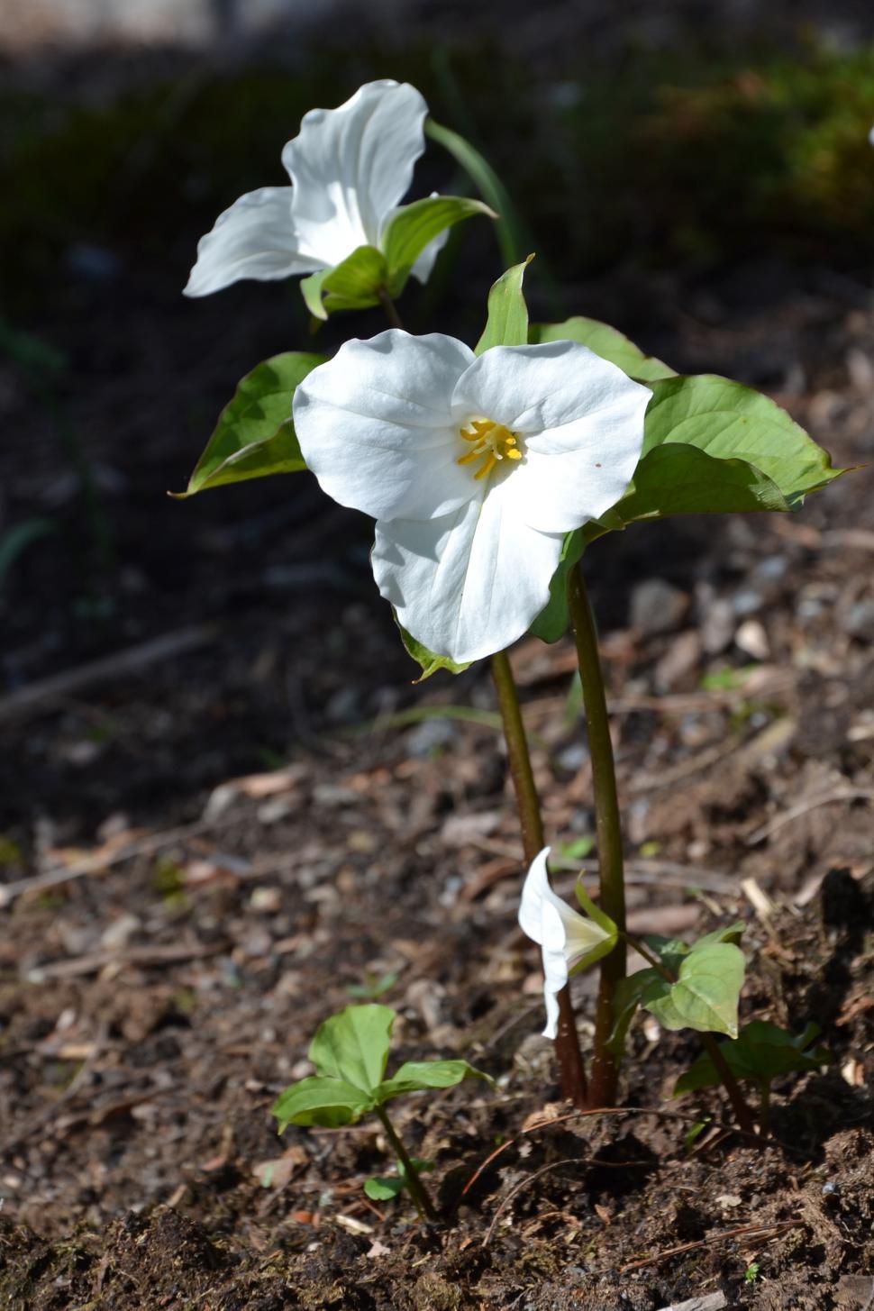 Free Image of Great white trillium  