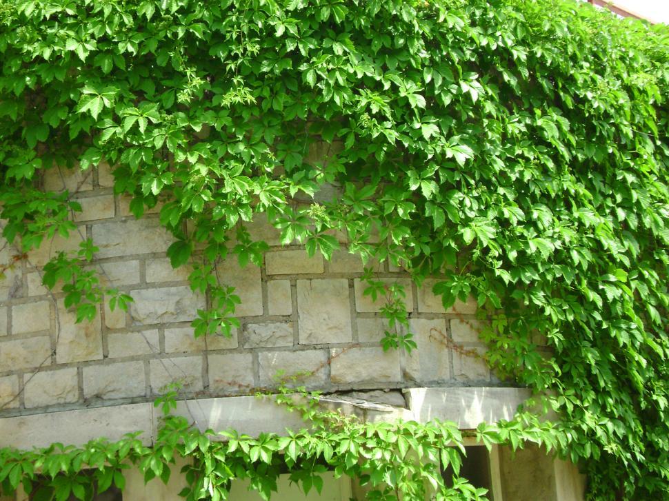 Free Image of Ivy on the Boathouse 